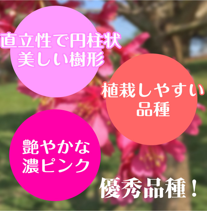 桜　ファーストレディー3