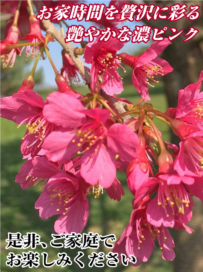 桜　ファーストレディー4