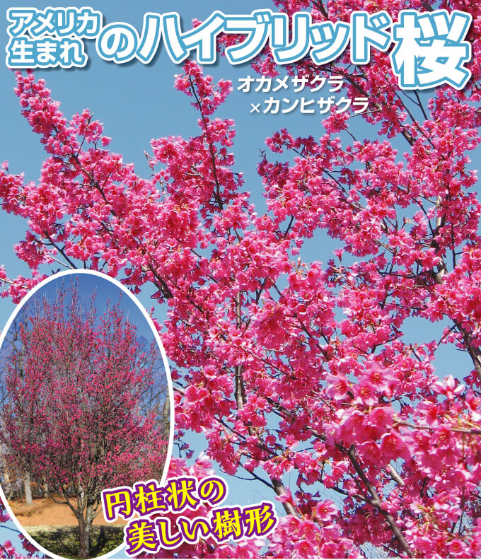 桜 ファーストレディー