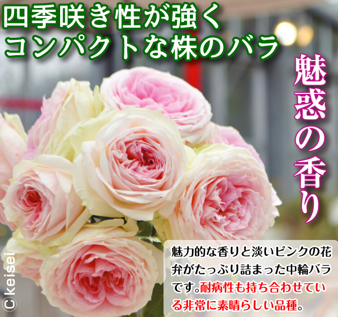 四季咲中輪系 バラ苗 プリンセスヴェール