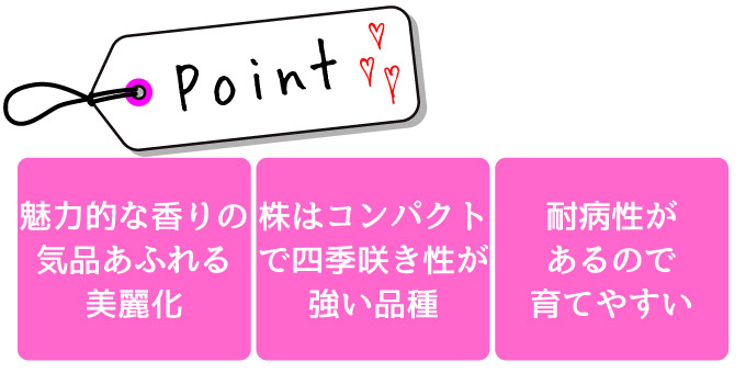 四季咲中輪系 バラ苗 プリンセスヴェール2