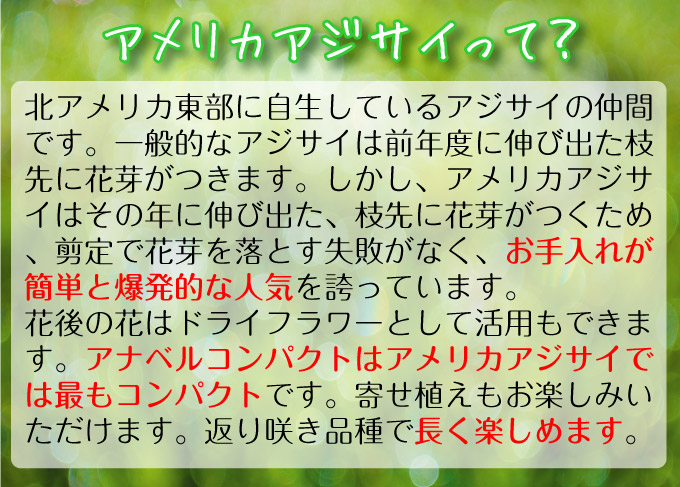 アメリカアジサイ プティクリーム2