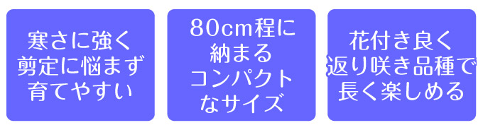 アメリカアジサイ プティクリーム3
