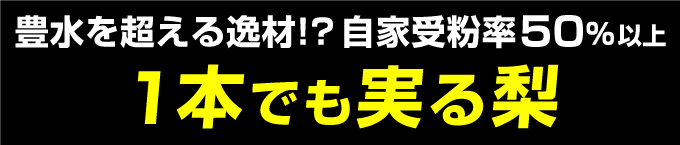 1本で実る梨