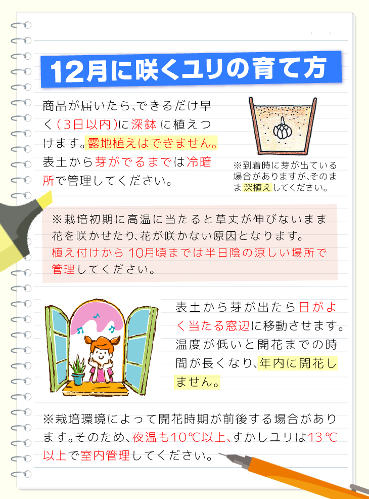 冬咲くユリ