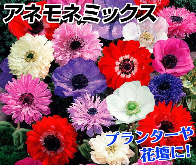 アネモネミックス