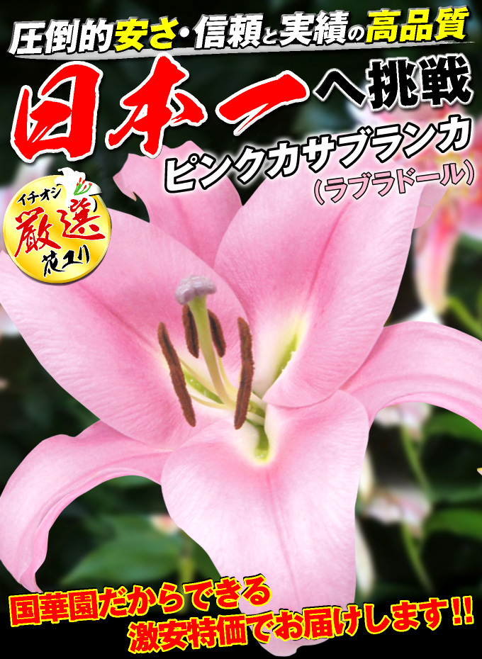 ピンクカサブランカ