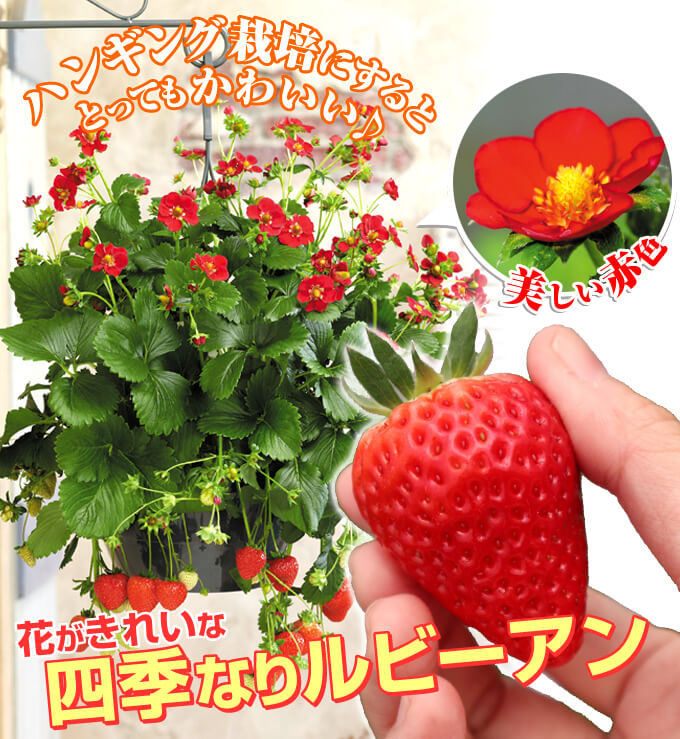 四季なりルビーアン