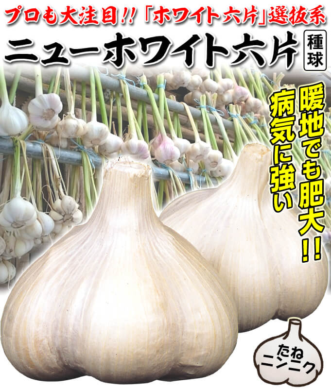 博多八片ニンニク