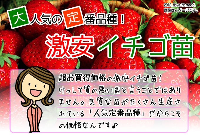 激安いちご苗