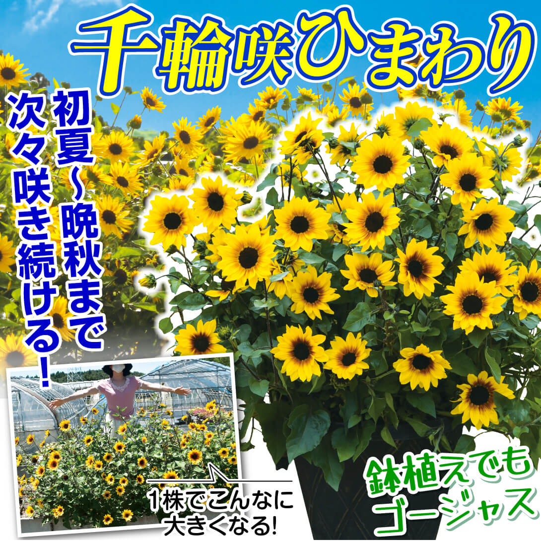 ひまわり サンビリーバブル ブラウンアイガール