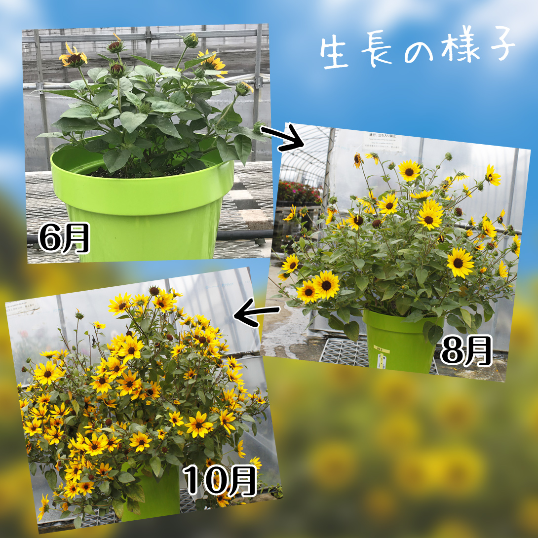 ひまわり サンビリーバブル ブラウンアイガール