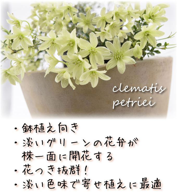 クレマチス ペトレイ