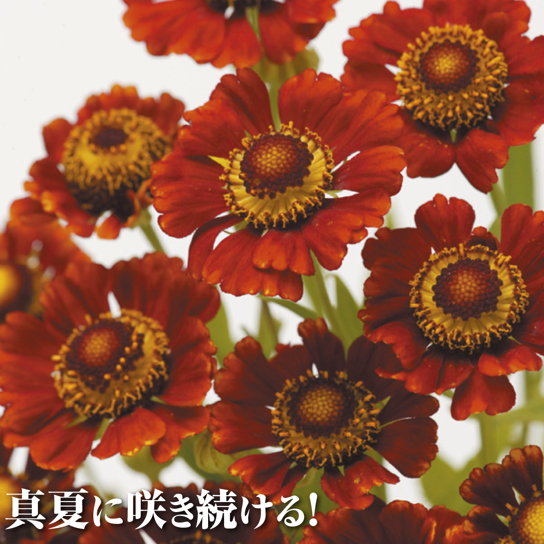 紅花団子菊
