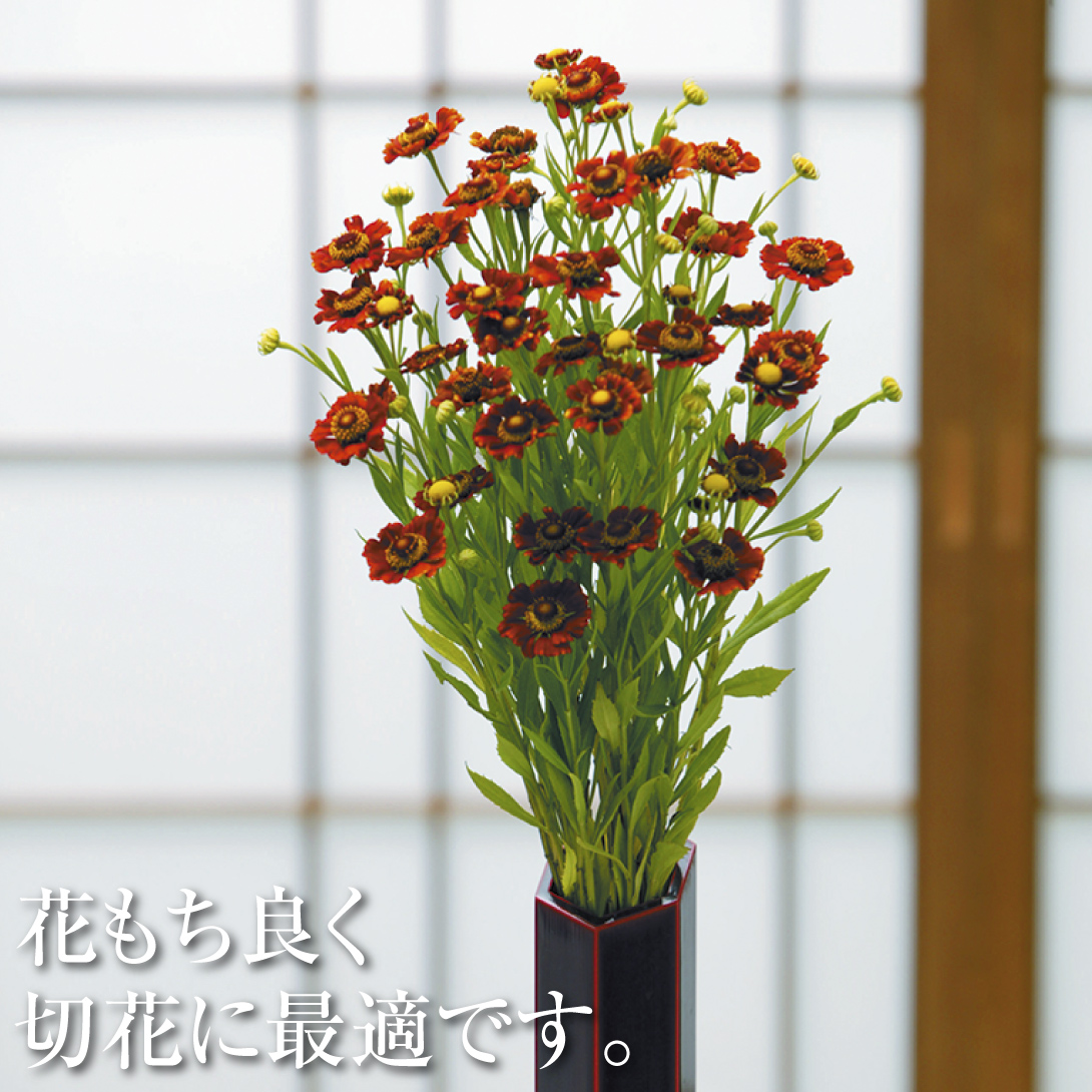 紅花団子菊