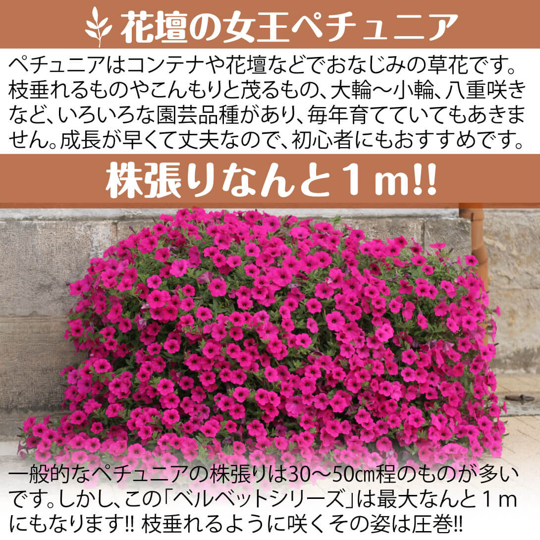 花苗 ペチュニア ベルベットパープル