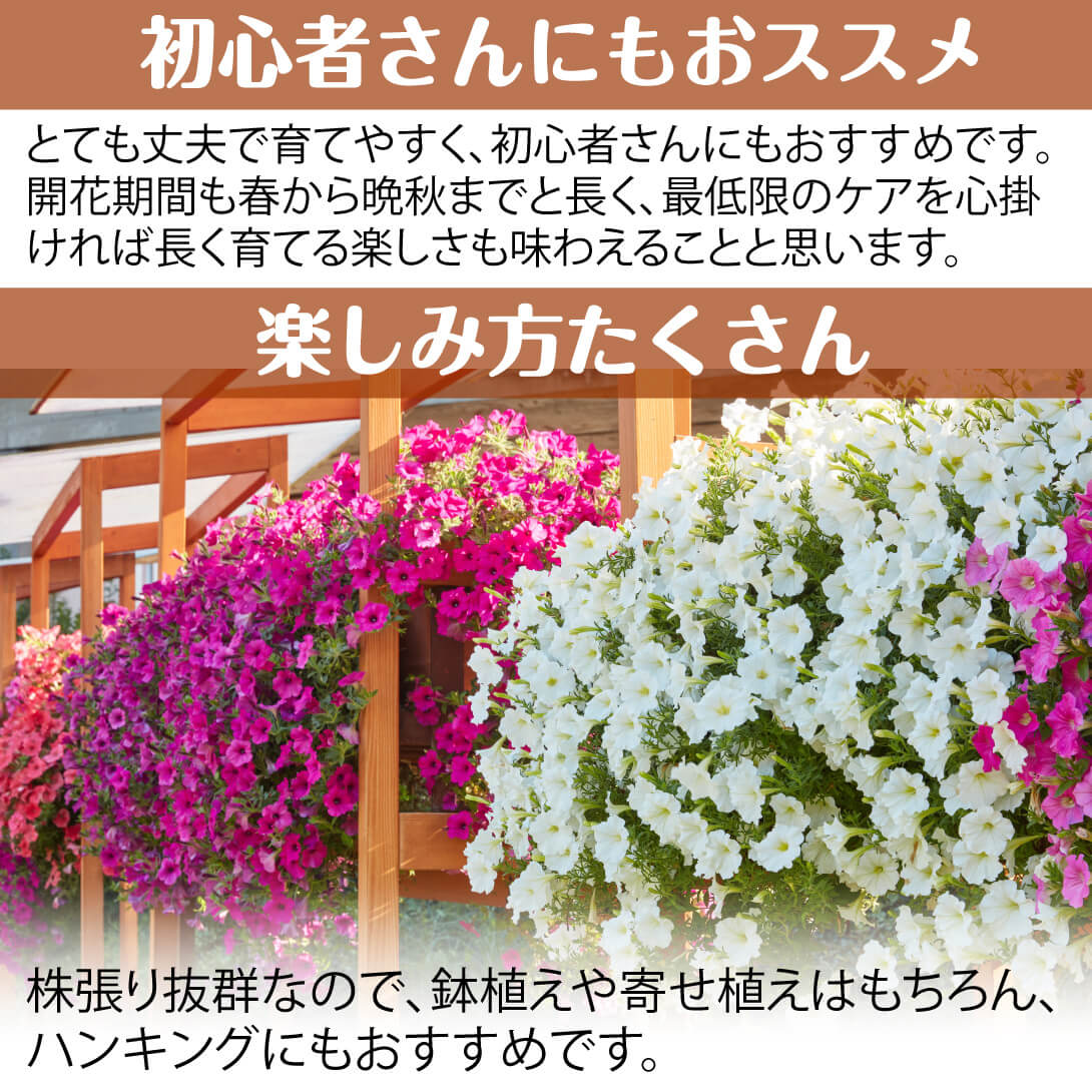 花苗 ペチュニア ベルベットパープル