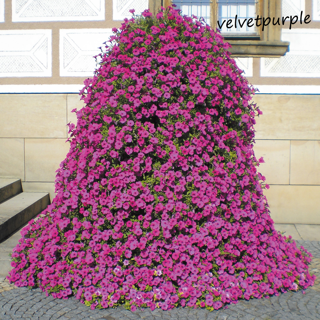 花苗　ペチュニア　ベルベットパープル2