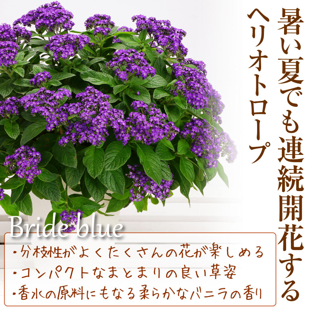 花苗 ヘリオトロープ ブライドブルー