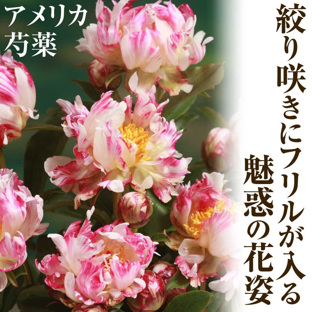 アメリカ芍薬 ブリックアブラック