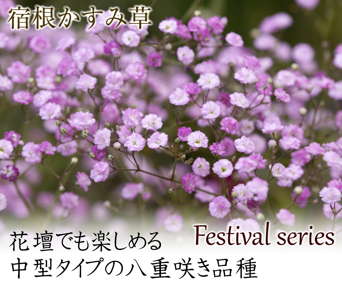 宿根かすみ草 フェスティバルピンク