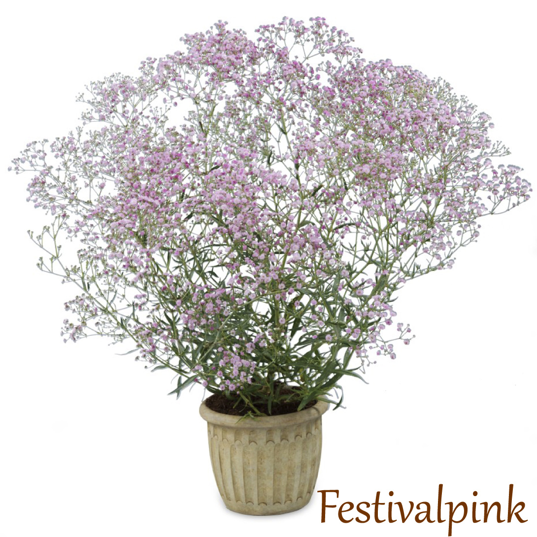 宿根かすみ草 フェスティバルピンク
