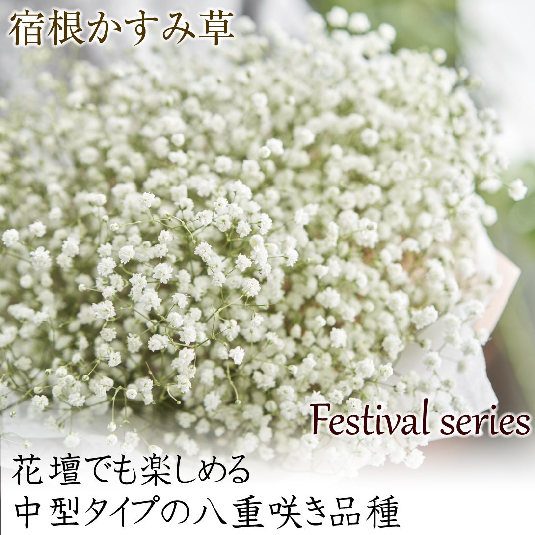 宿根かすみ草 フェスティバルホワイト