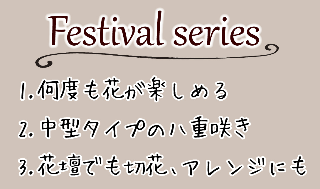 宿根かすみ草　フェスティバルホワイト