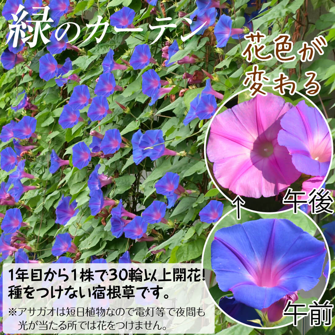 宿根アサガオ ケープタウンブルー