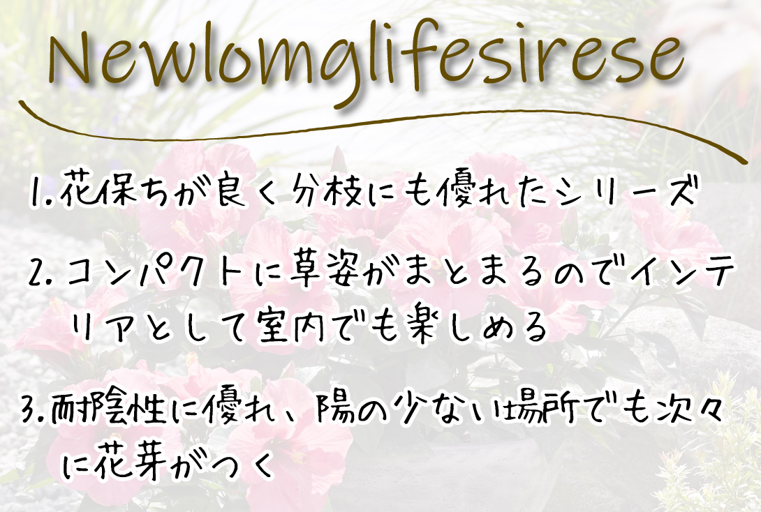 ハイビスカス ロングライフシリーズアドニス
