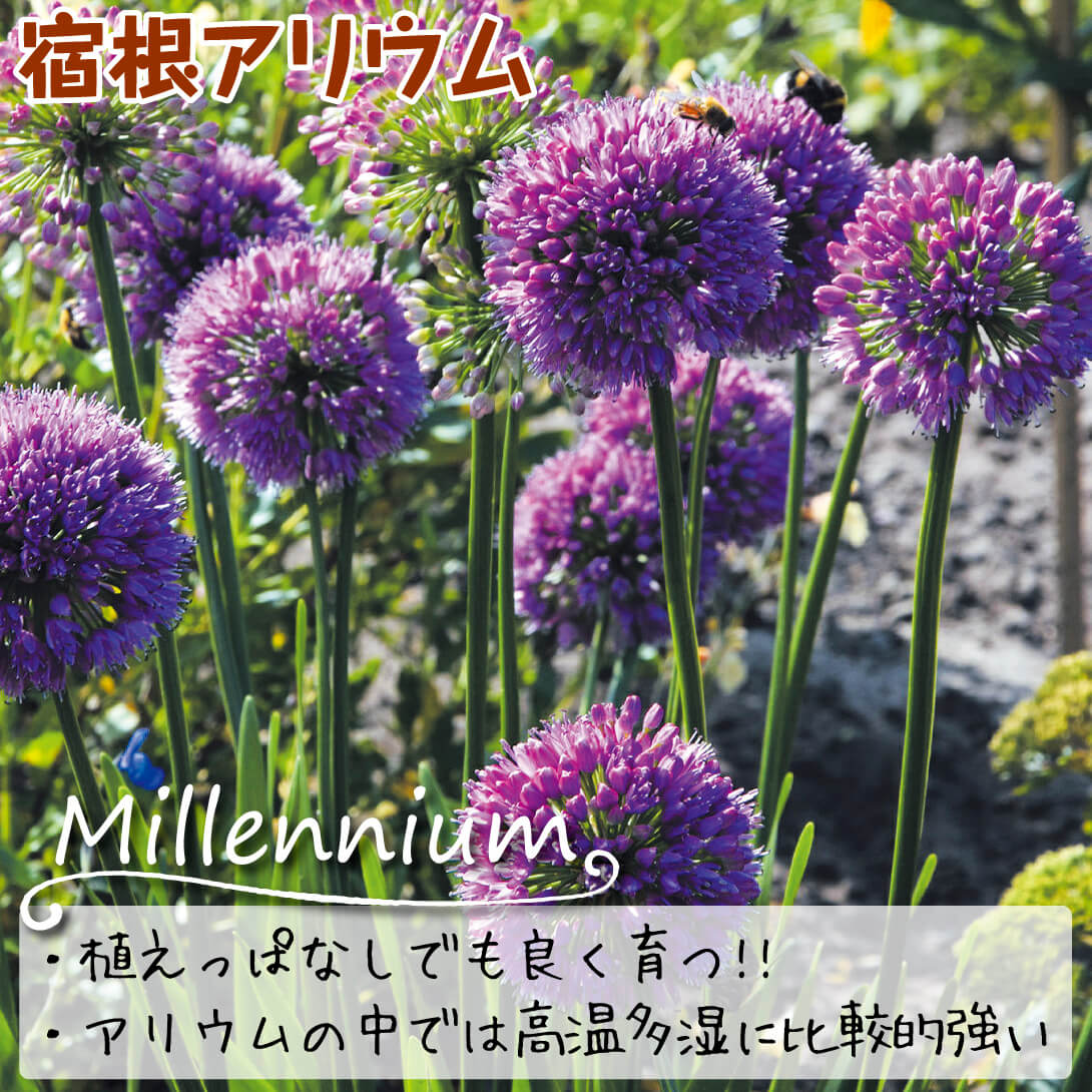 アリウム ミレニアム