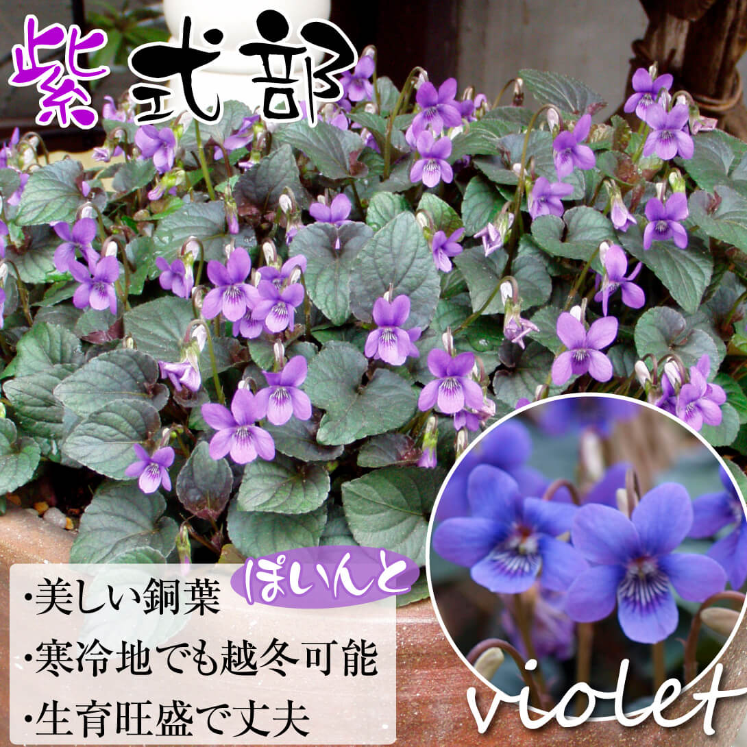 宿根すみれ　紫式部