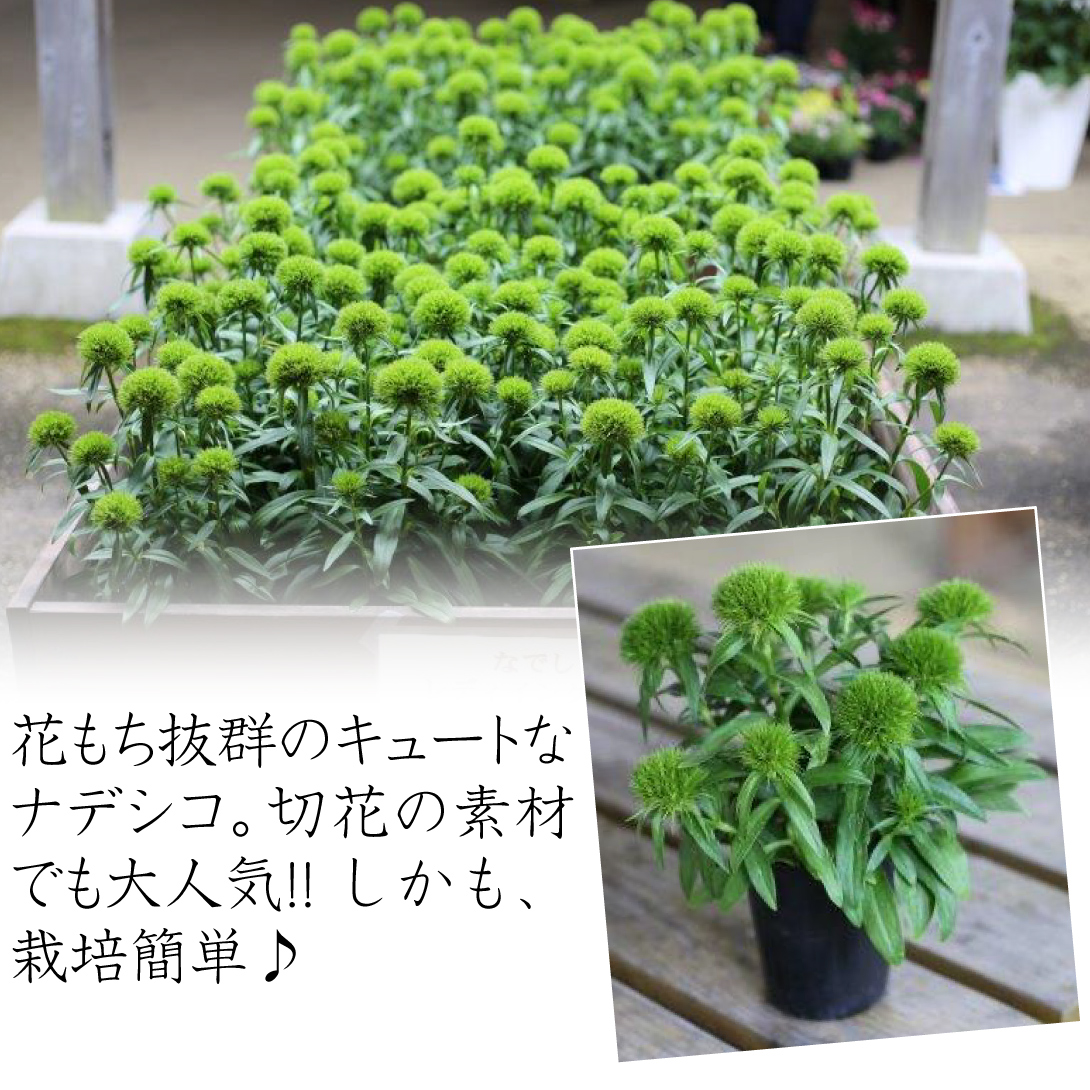 ナデシコ レディイングリーン