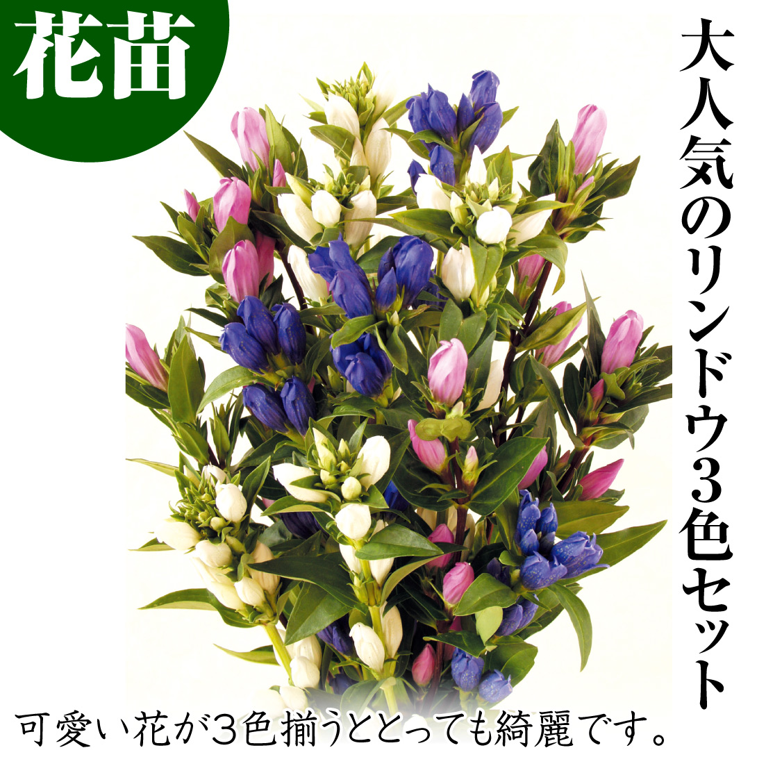 花苗 リンドウ3色セット1
