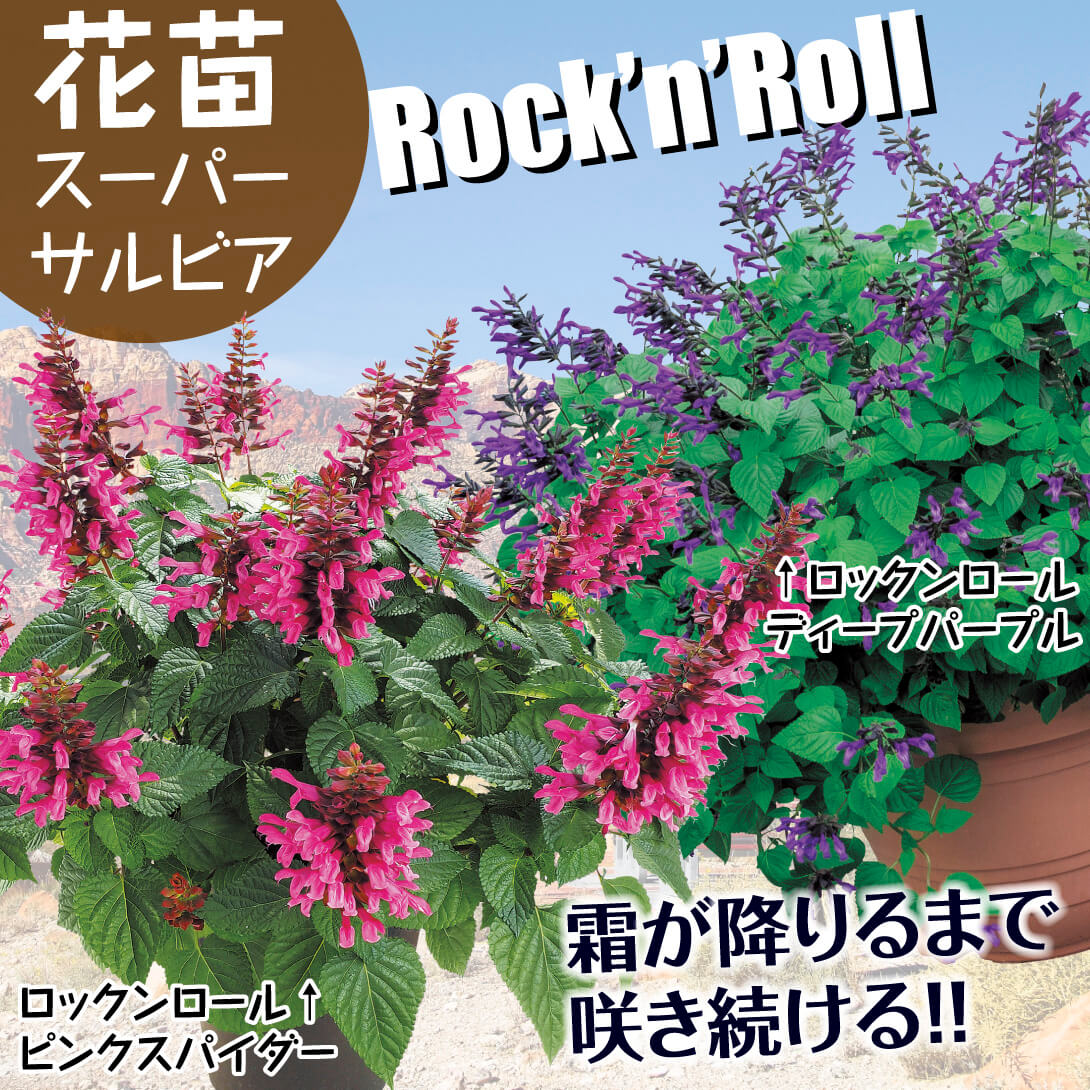 スーパーサルビア ロックンロール ピンクスパイダー