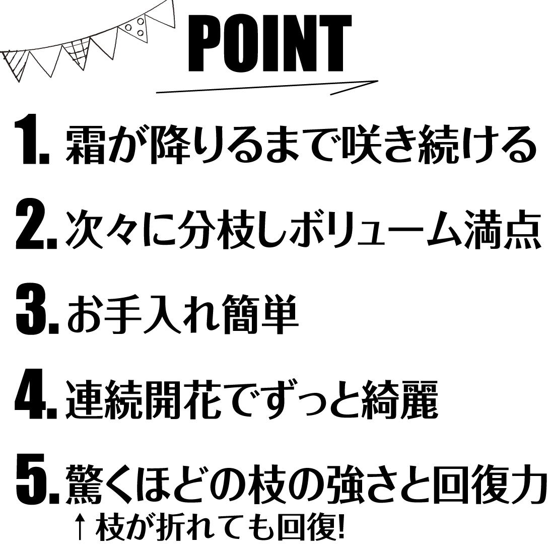 スーパーサルビア　ロックンロール　ピンクスパイダー