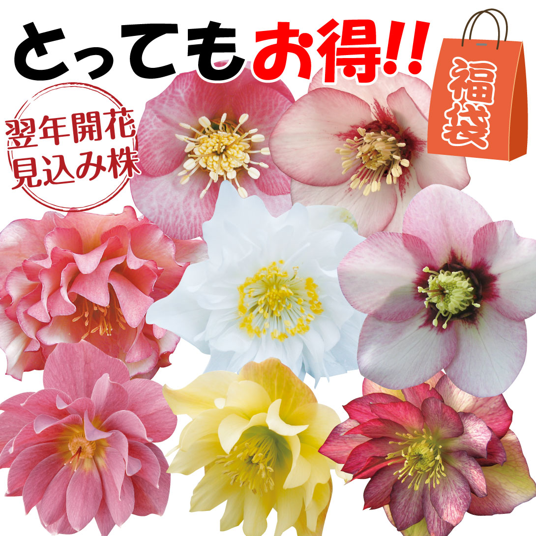 花苗 お買い得!! クリスマスローズ福袋