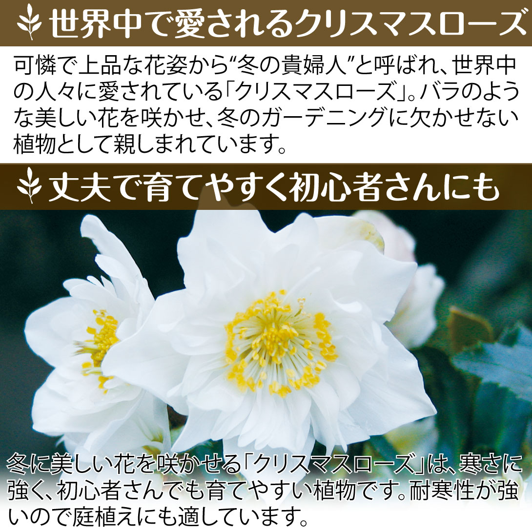 花苗 お買い得!! クリスマスローズ福袋