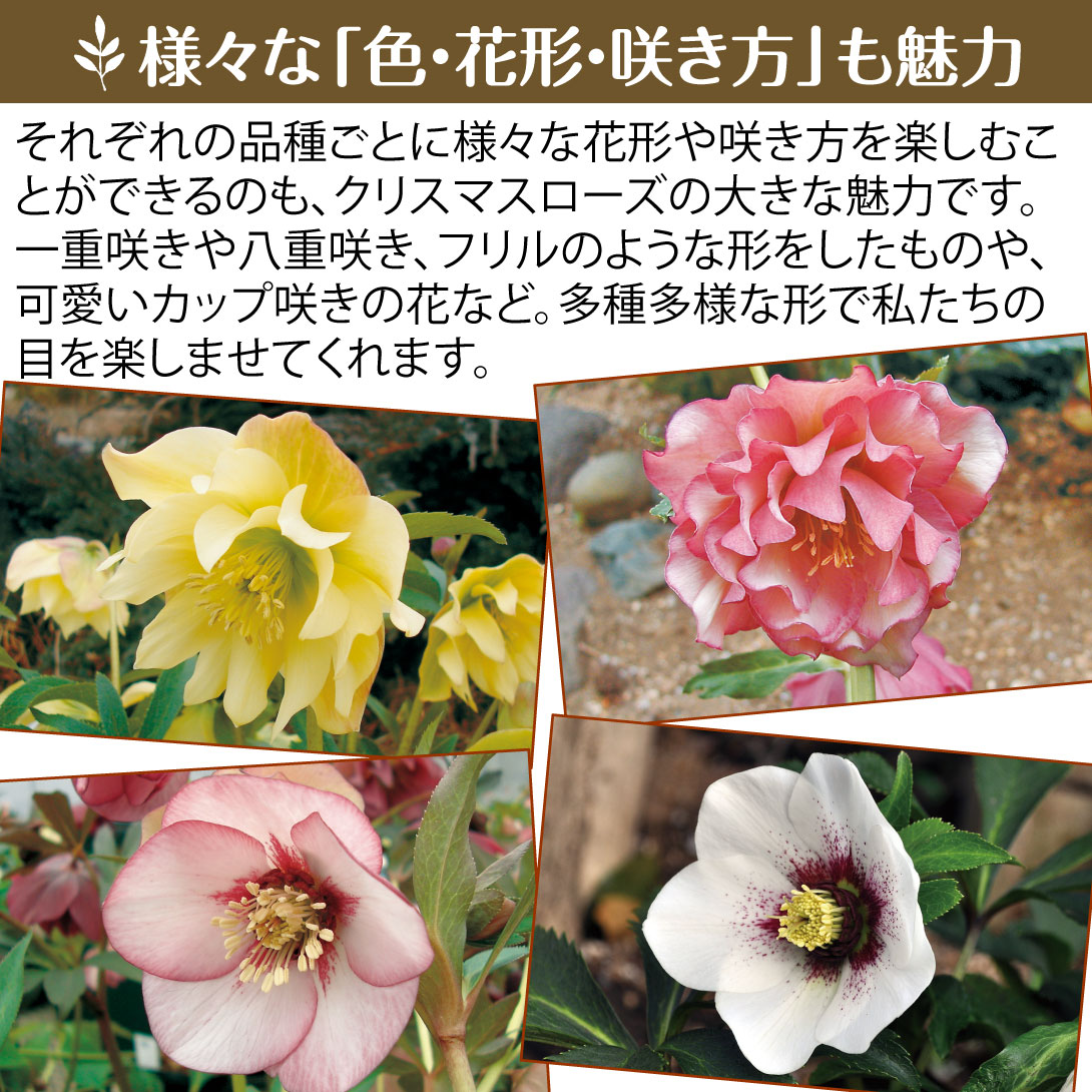 花苗 お買い得!! クリスマスローズ福袋
