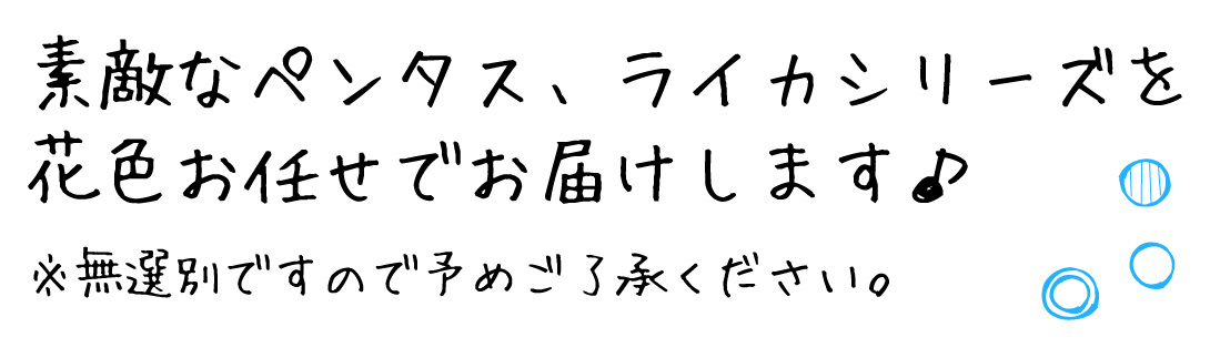  八重咲きペンタス　ライカシリーズおまかせセット
