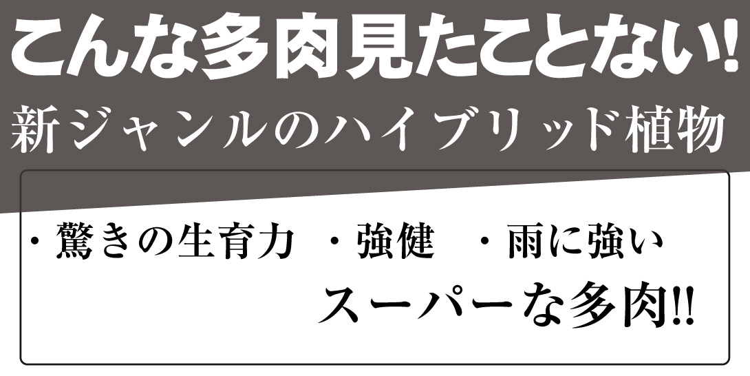 マンガベ　フレックルアンドスペックル