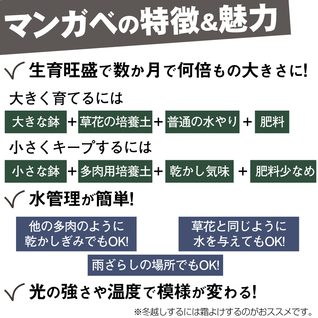 マンガベ　フレックルアンドスペックル