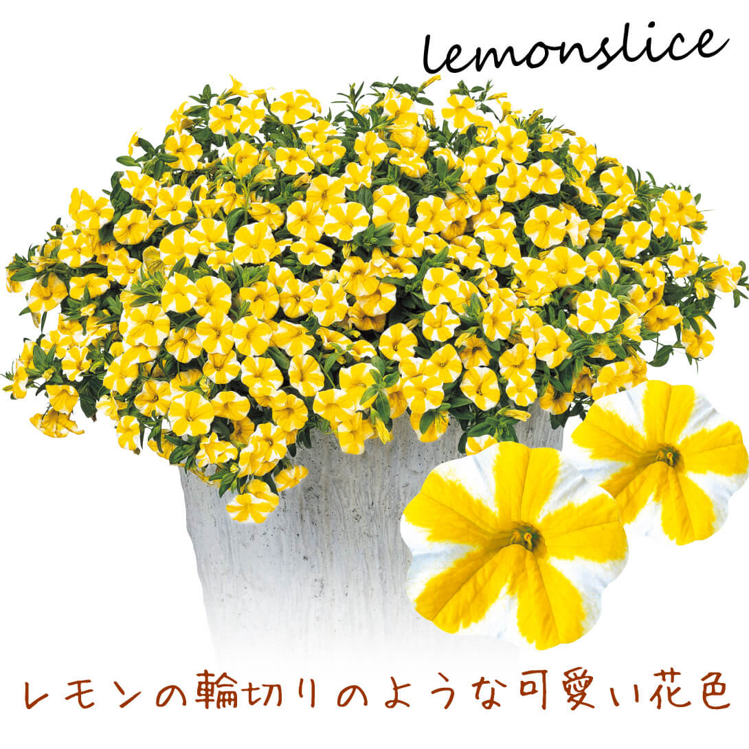花苗　カリブラコア　レモンスライス