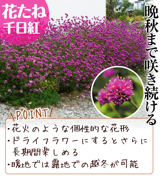 千日紅 ファイヤーワークス