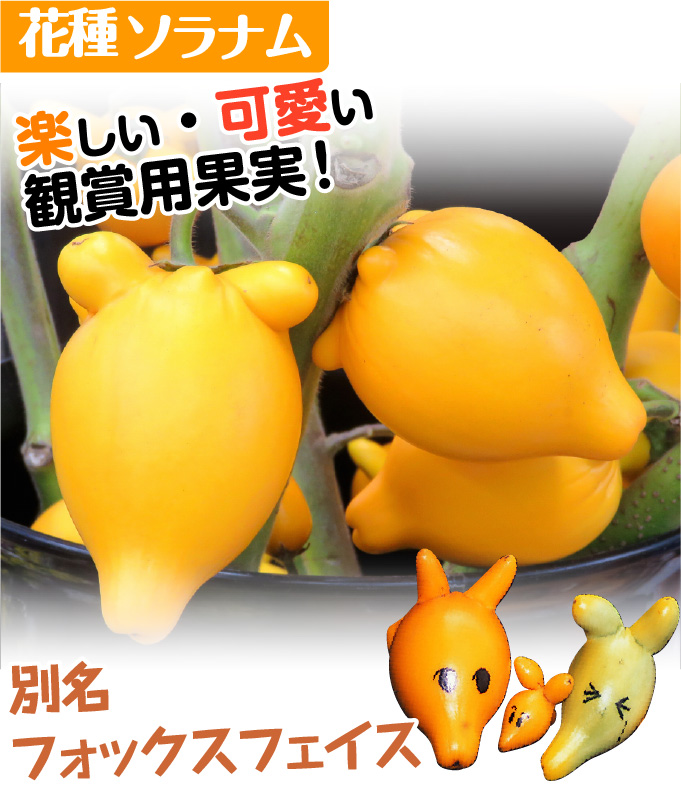 花種 とげなしつのなす