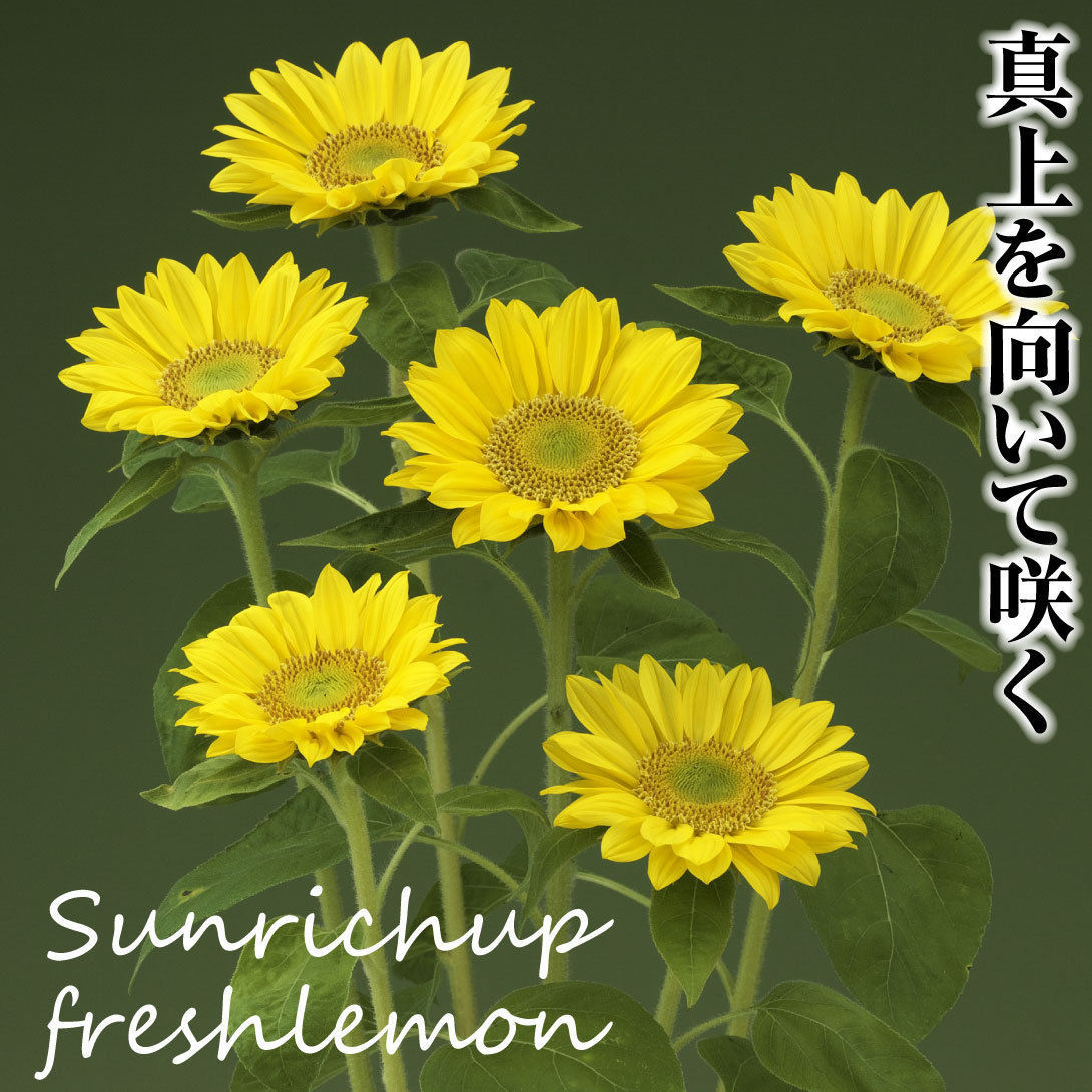 花種　ひまわり　サンリッチアップフレッシュレモン