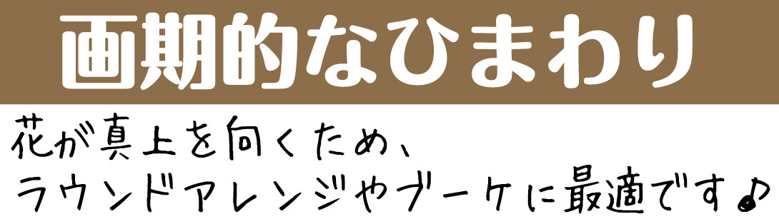 花種　ひまわり　サンリッチアップフレッシュレモン