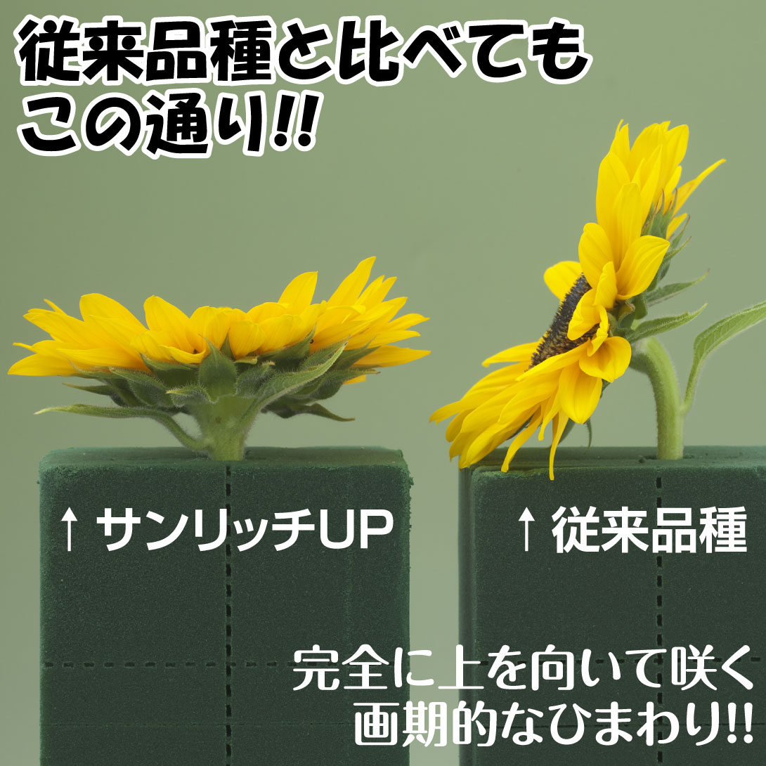 花種　ひまわり　サンリッチアップフレッシュレモン