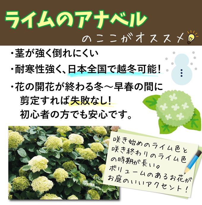 アジサイ ライムのアナベル