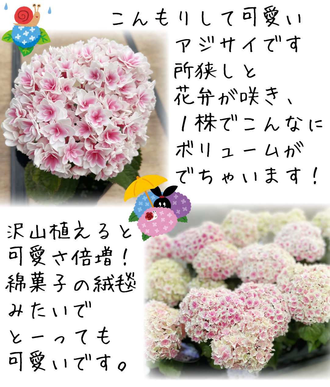 アジサイ苗 竜宮